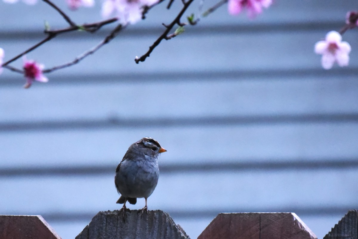 White-crowned Sparrow (Gambel's) - ML615891086