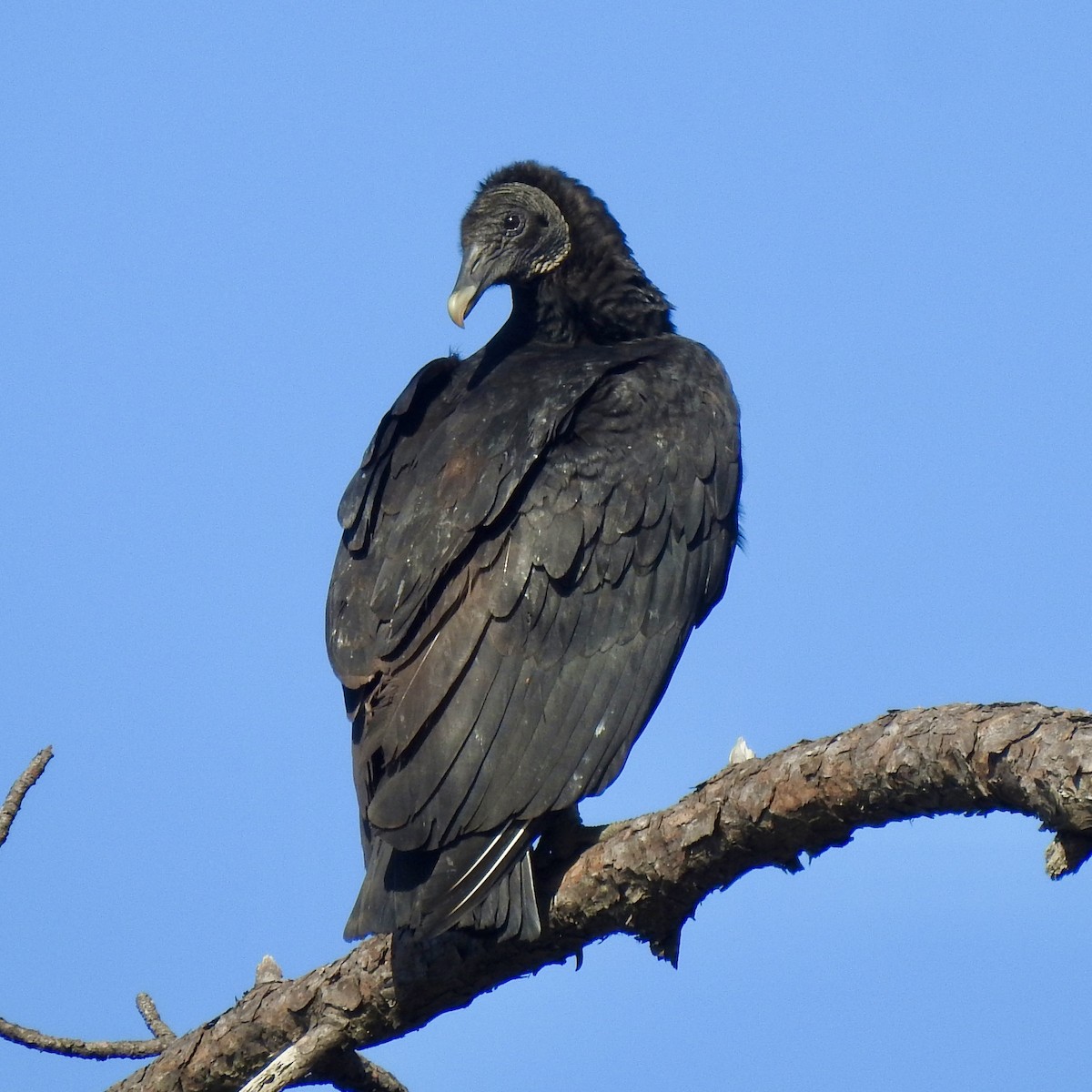 Black Vulture - ML615891158