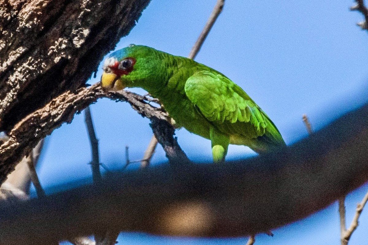White-fronted Parrot - Gayle Bachert