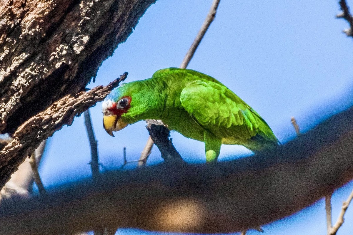 White-fronted Parrot - Gayle Bachert