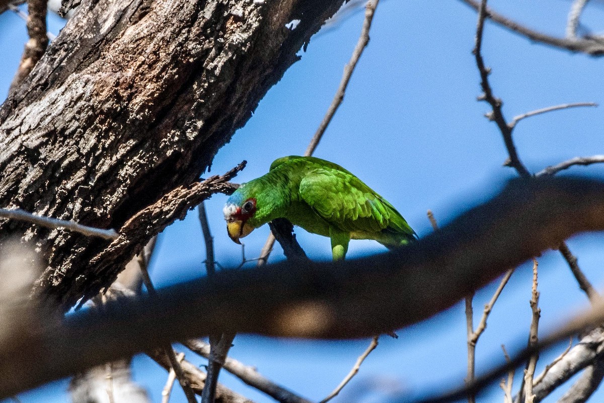 White-fronted Parrot - ML615891163