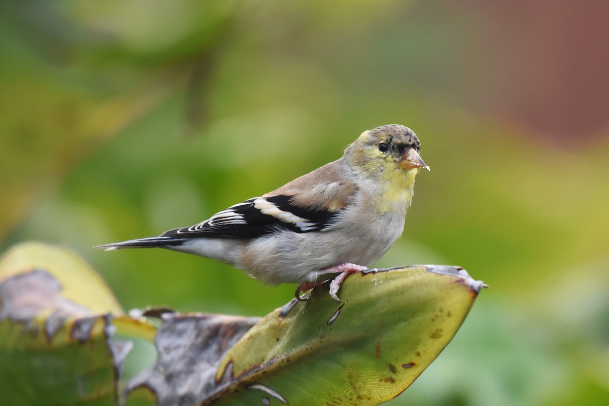 American Goldfinch - Bruce Mast