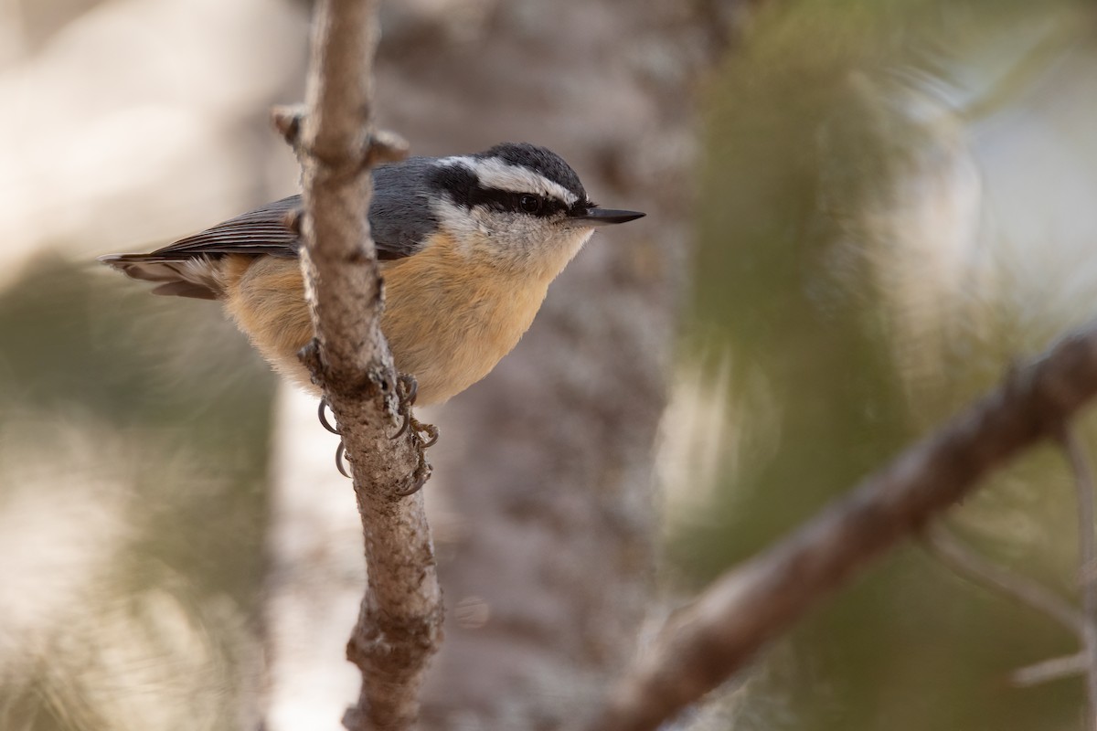 Red-breasted Nuthatch - ML615891211