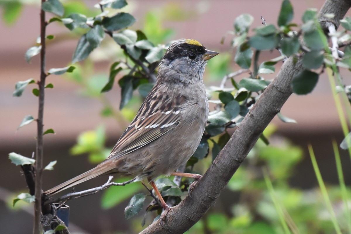 Golden-crowned Sparrow - Bruce Mast