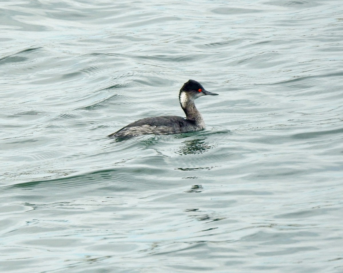 Eared Grebe - Layton Pace