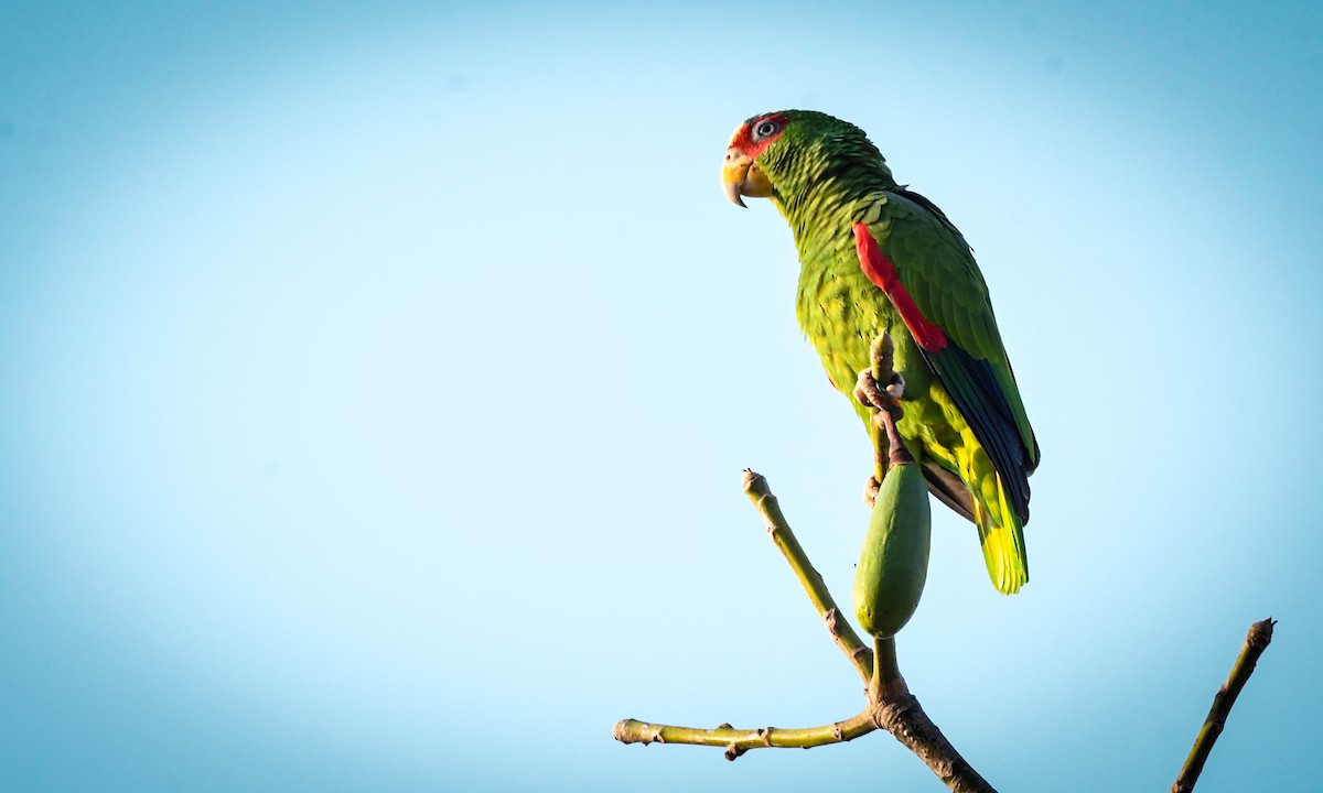White-fronted Parrot - ML615891384