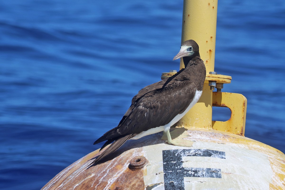Brown Booby (Forster's) - Charley Hesse TROPICAL BIRDING