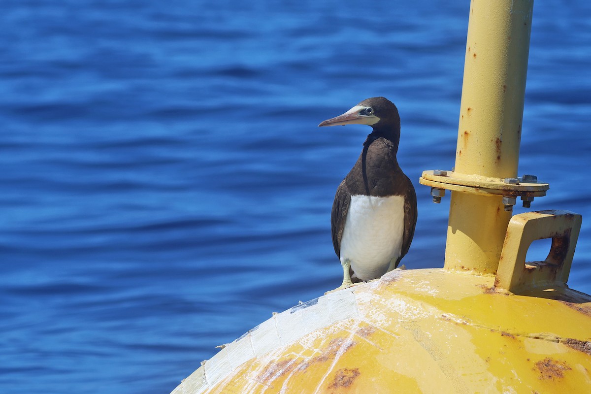 Brown Booby (Forster's) - ML615891432