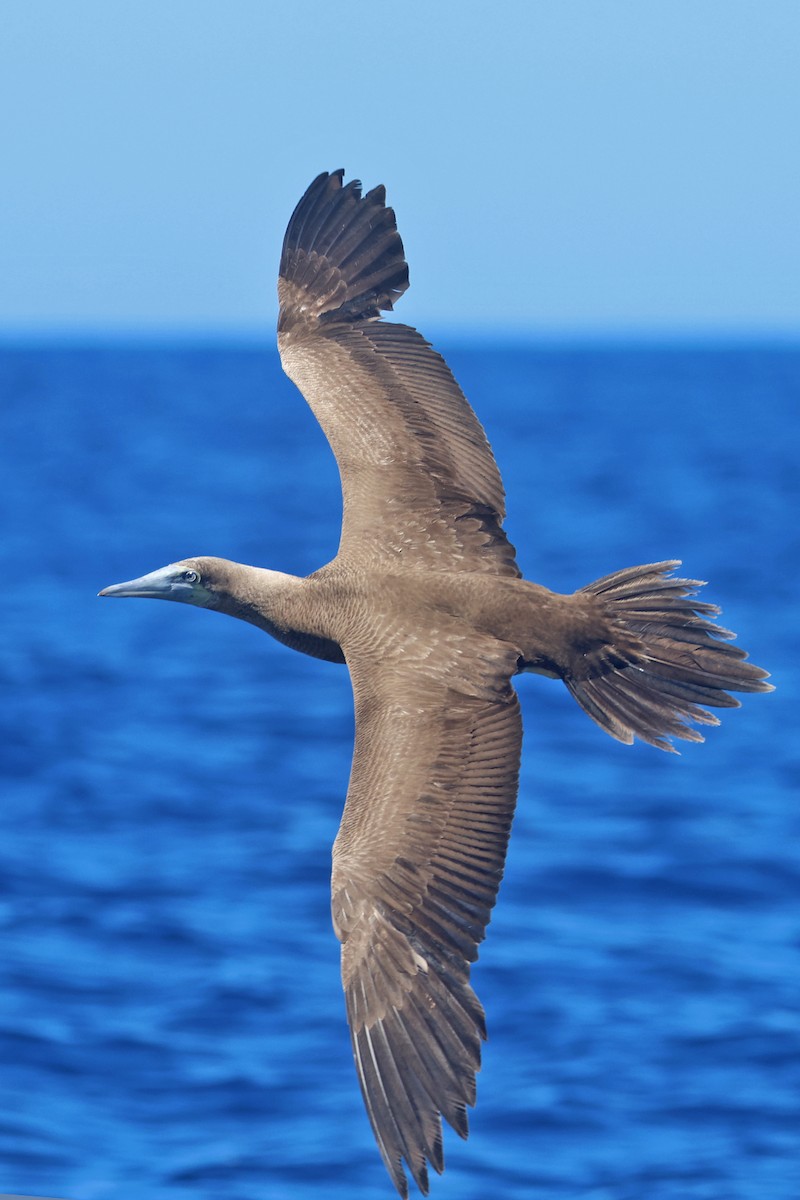 Red-footed Booby - ML615891453