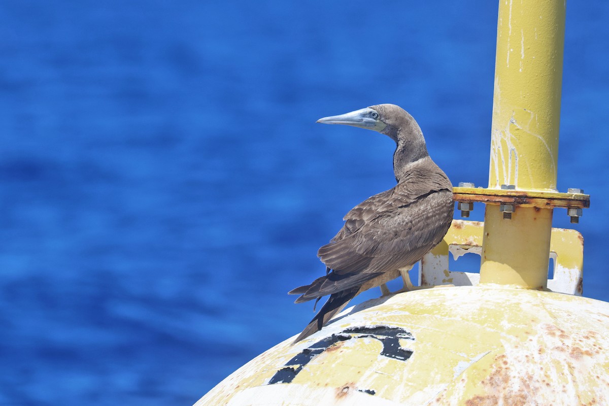 Red-footed Booby - ML615891454