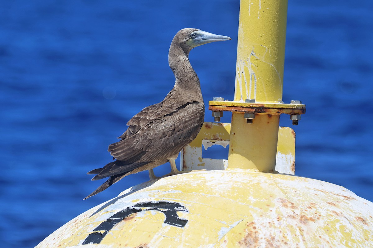 Red-footed Booby - ML615891455