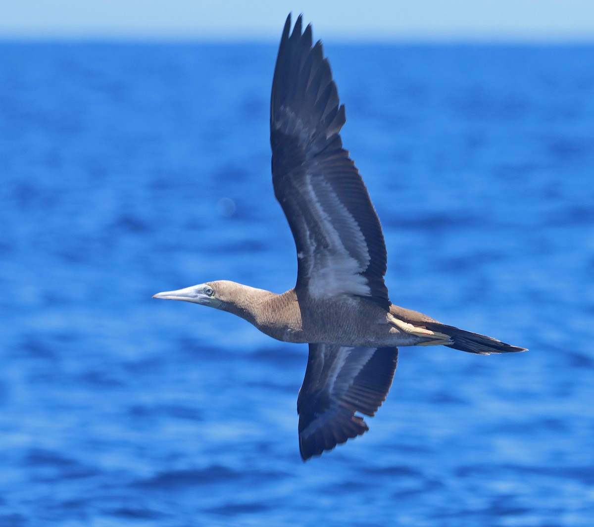Red-footed Booby - ML615891456