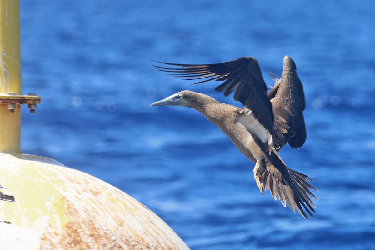 Red-footed Booby - ML615891457