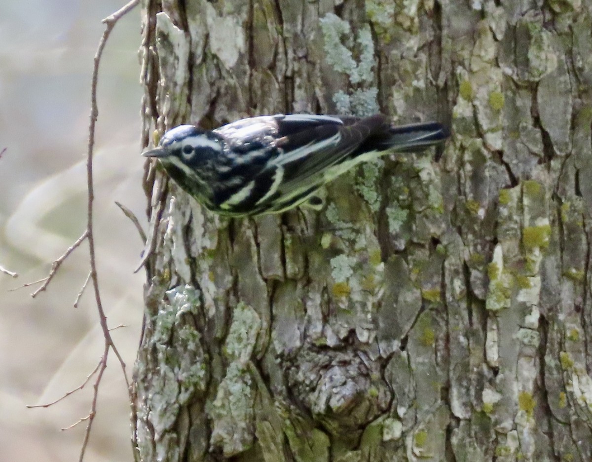 Black-and-white Warbler - ML615891458