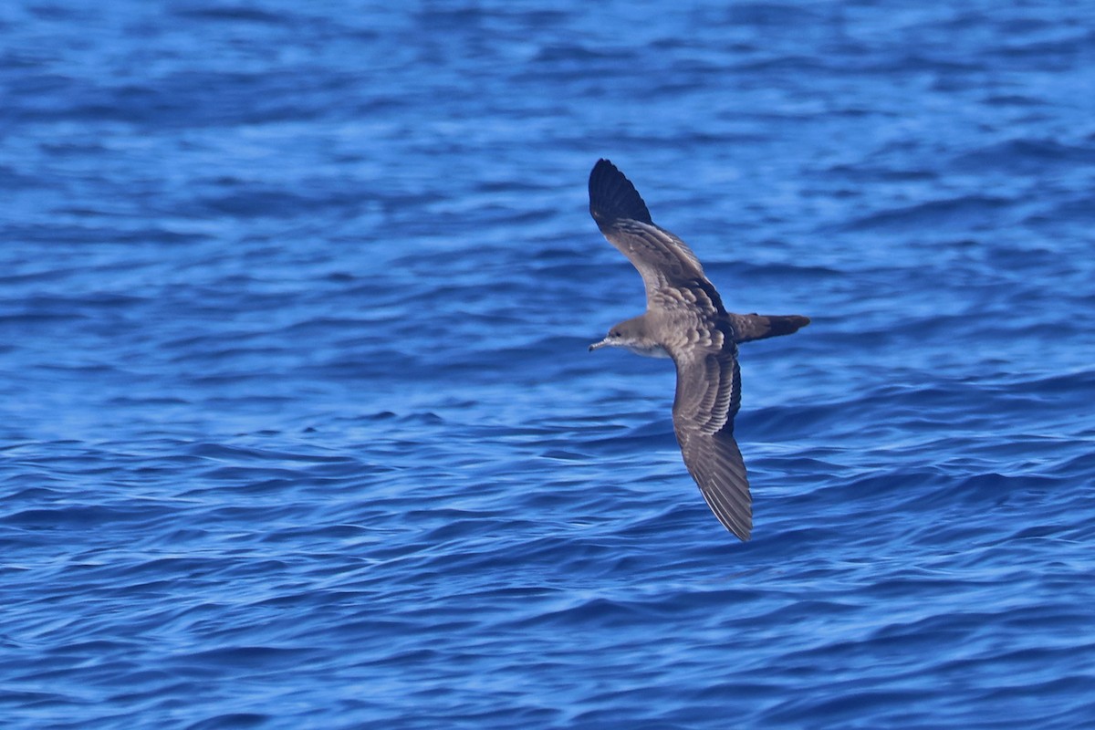 Wedge-tailed Shearwater - Charley Hesse TROPICAL BIRDING
