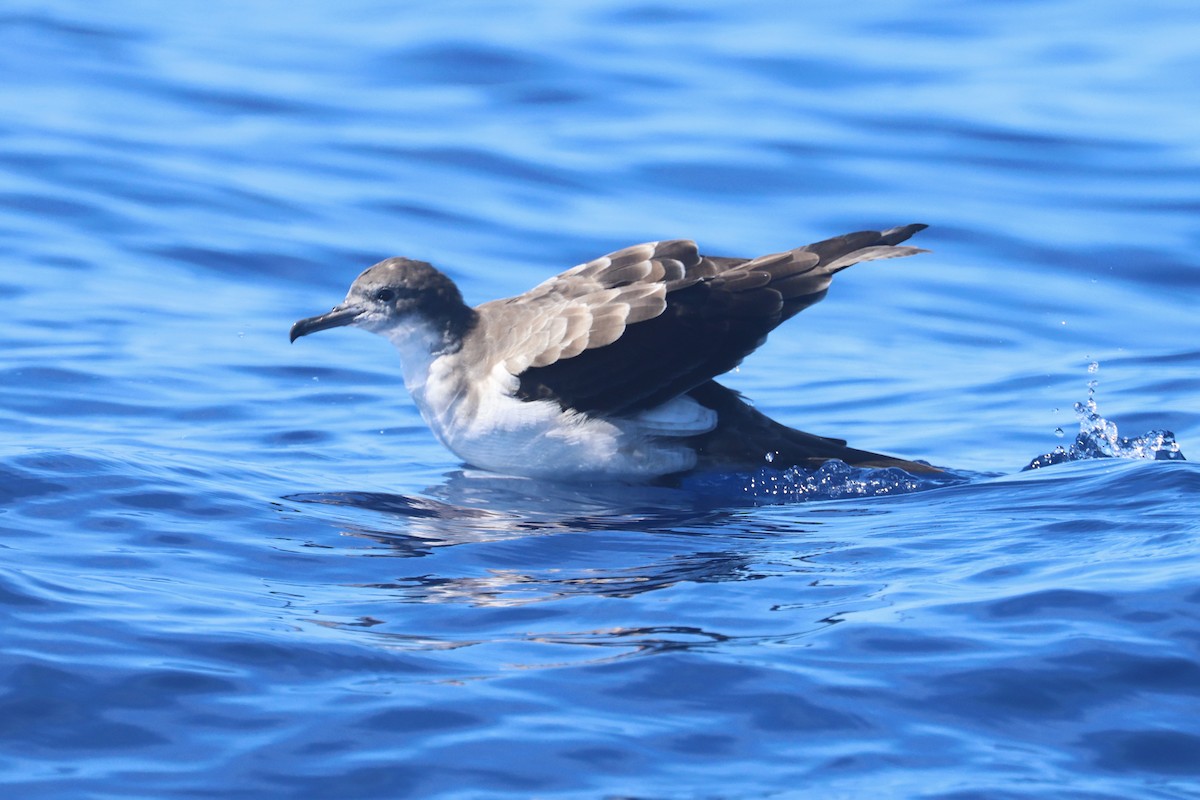Wedge-tailed Shearwater - Charley Hesse TROPICAL BIRDING