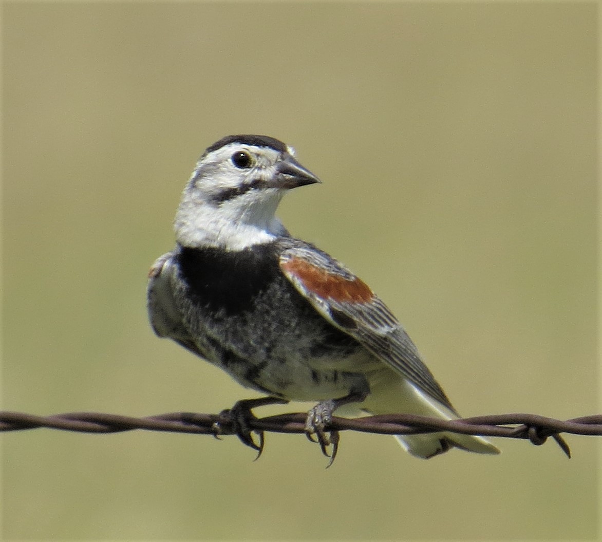 Thick-billed Longspur - ML61589161