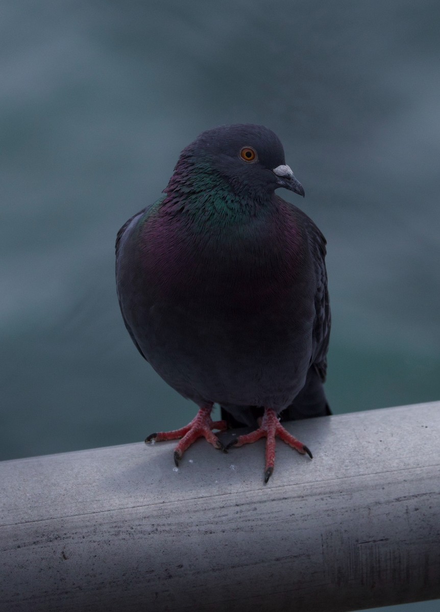 Rock Pigeon (Feral Pigeon) - ML615891627