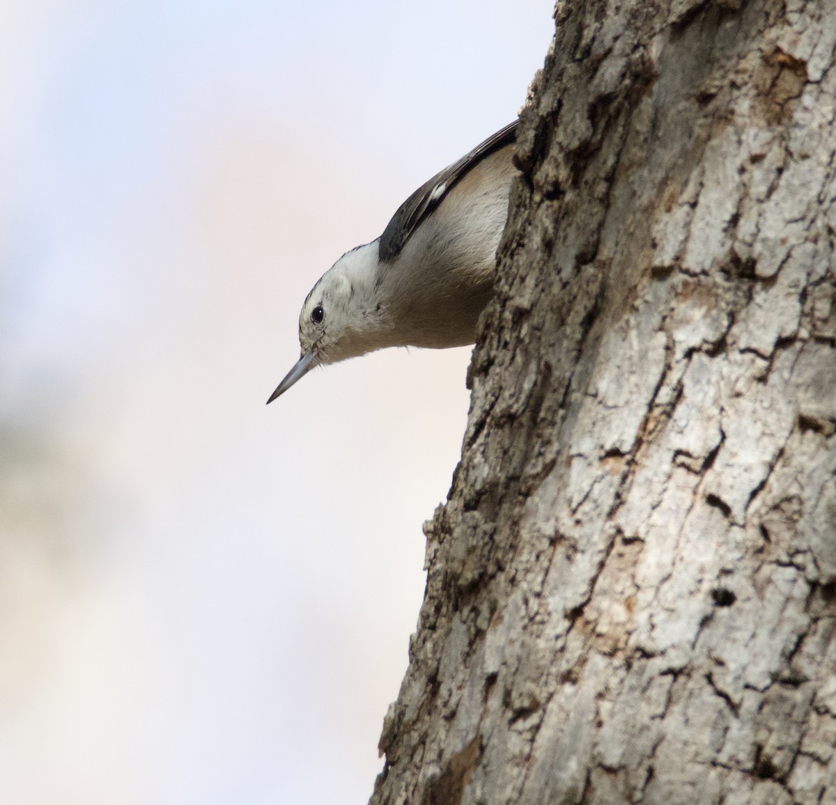 White-breasted Nuthatch - ML615891675