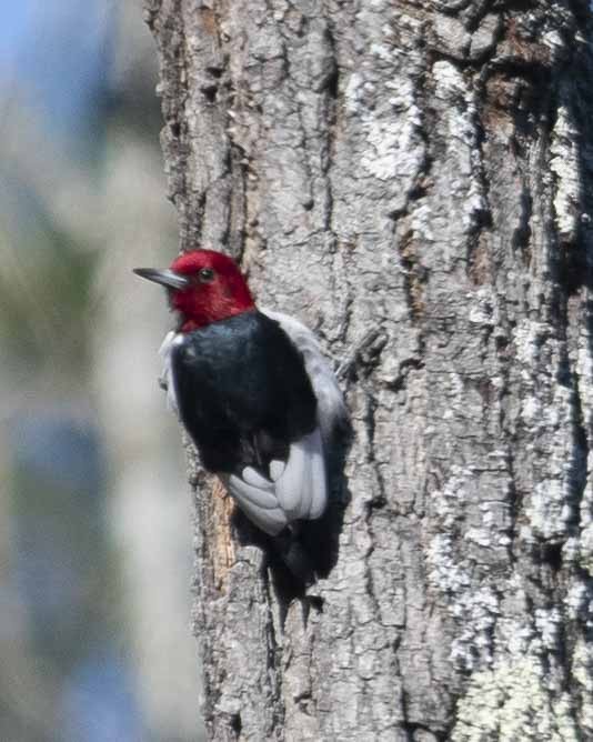 Red-headed Woodpecker - Gary Hofing