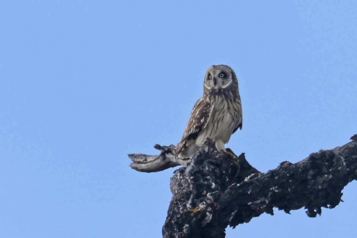 Short-eared Owl (Hawaiian) - ML615891717