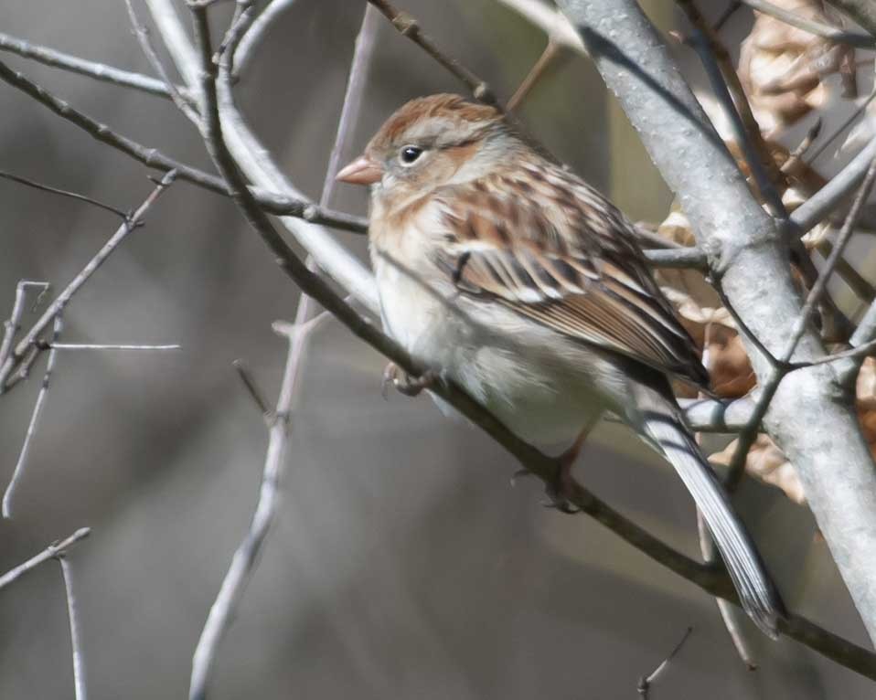 Field Sparrow - ML615891734