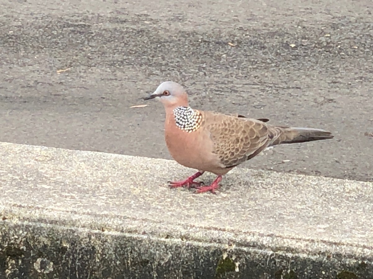 Spotted Dove - ML615891884