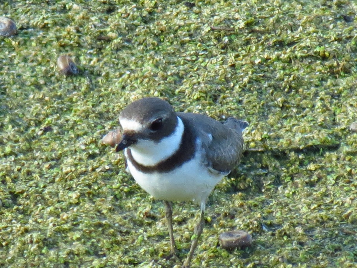 Semipalmated Plover - ML615891899