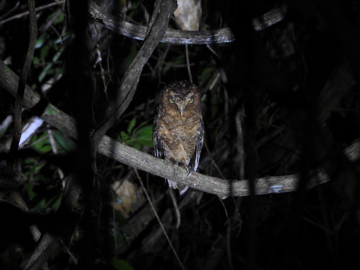 Andaman Scops-Owl - ML615892041