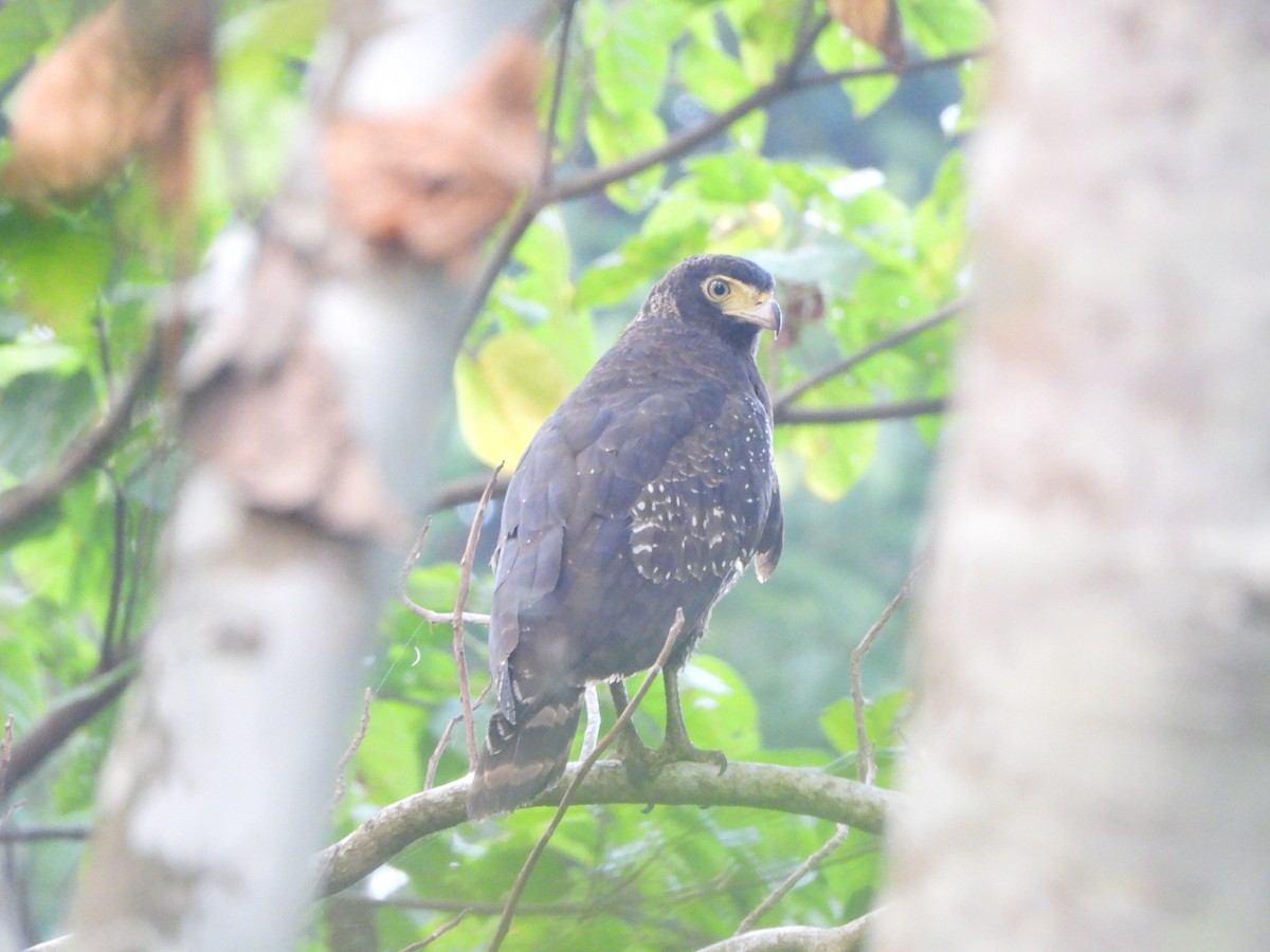 Andaman Serpent-Eagle - ML615892151