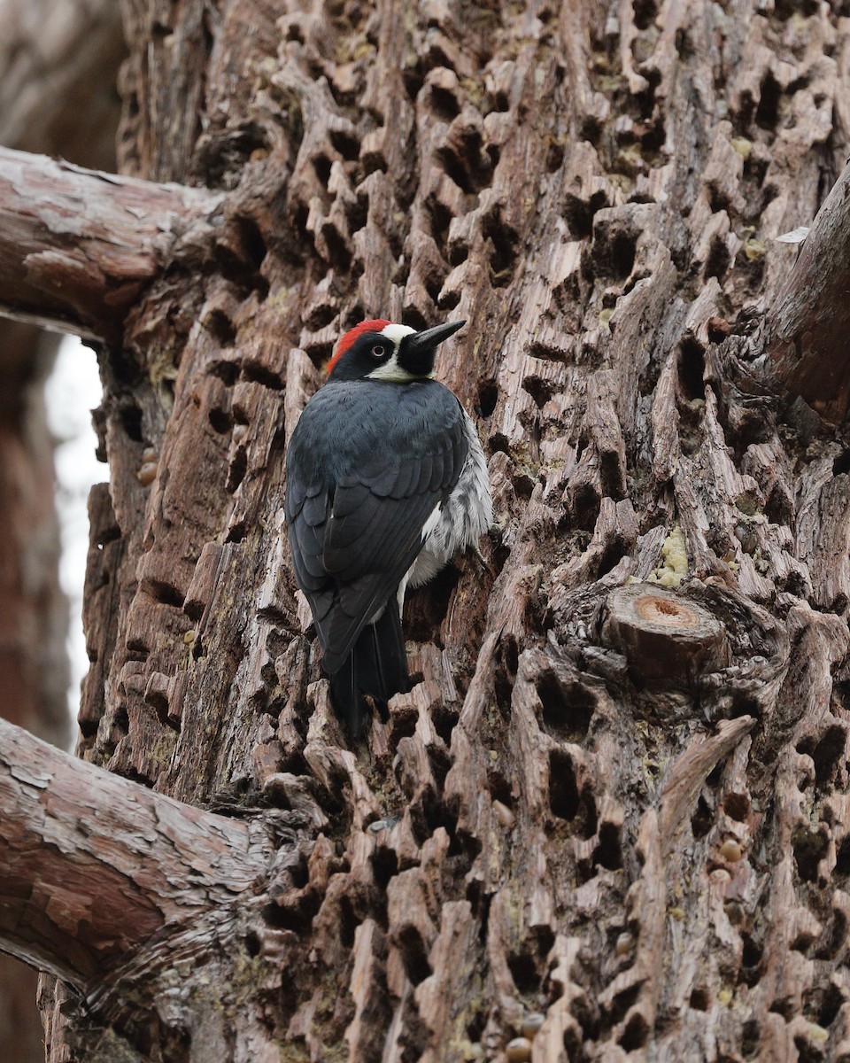 Acorn Woodpecker - ML615892202