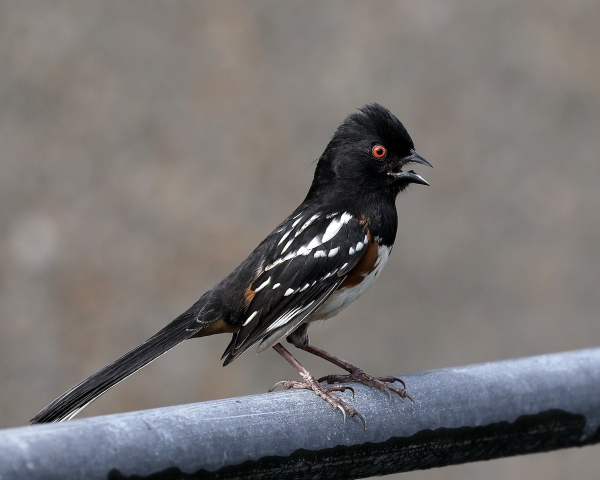 Spotted Towhee - ML615892228