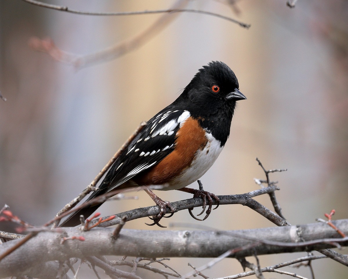 Spotted Towhee - ML615892229