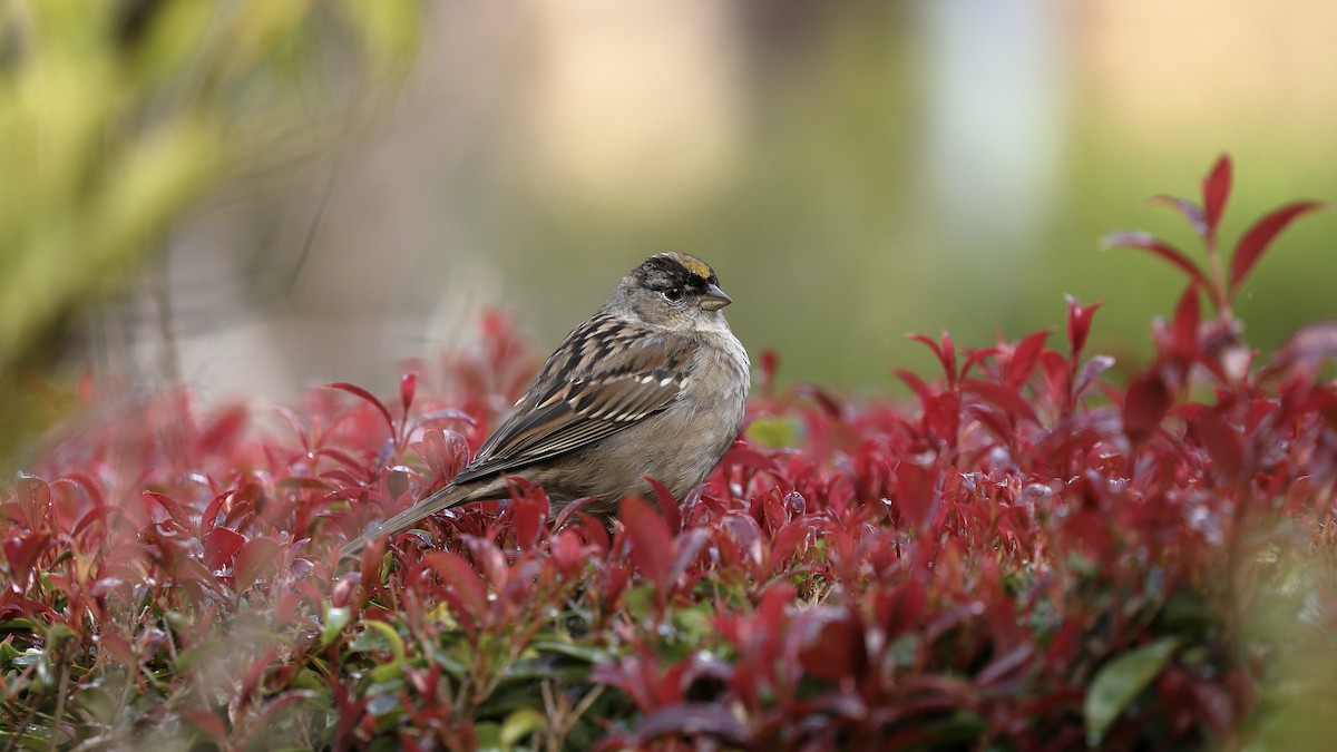 Golden-crowned Sparrow - ML615892239