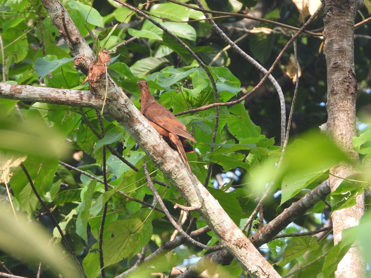 Andaman Cuckoo-Dove - ML615892325