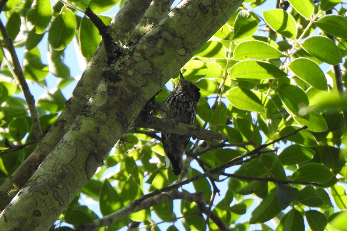Ocellated Piculet - ML615892331