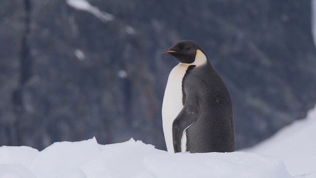 Pingüino Emperador - ML615892349