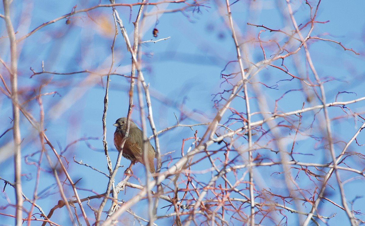 Fox Sparrow (Slate-colored) - ML615892584