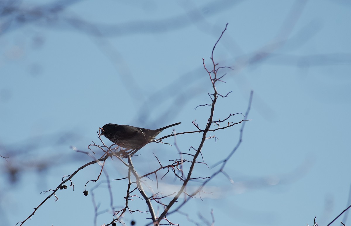 Fox Sparrow (Slate-colored) - ML615892585
