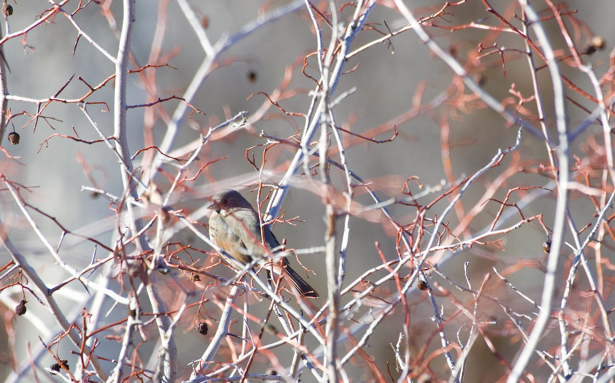 Fox Sparrow (Slate-colored) - ML615892586