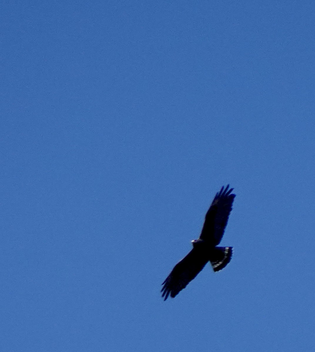 Zone-tailed Hawk - Audrey E.