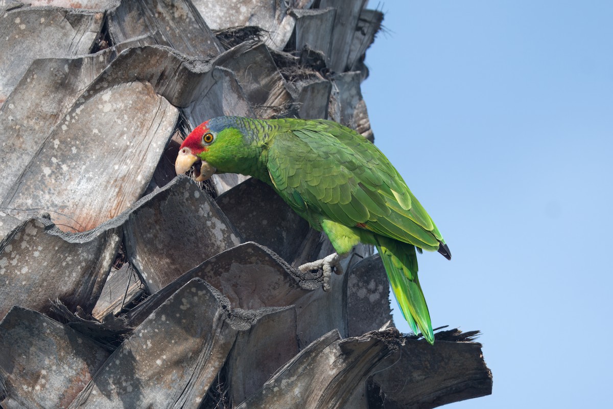 Red-crowned Parrot - ML615892650