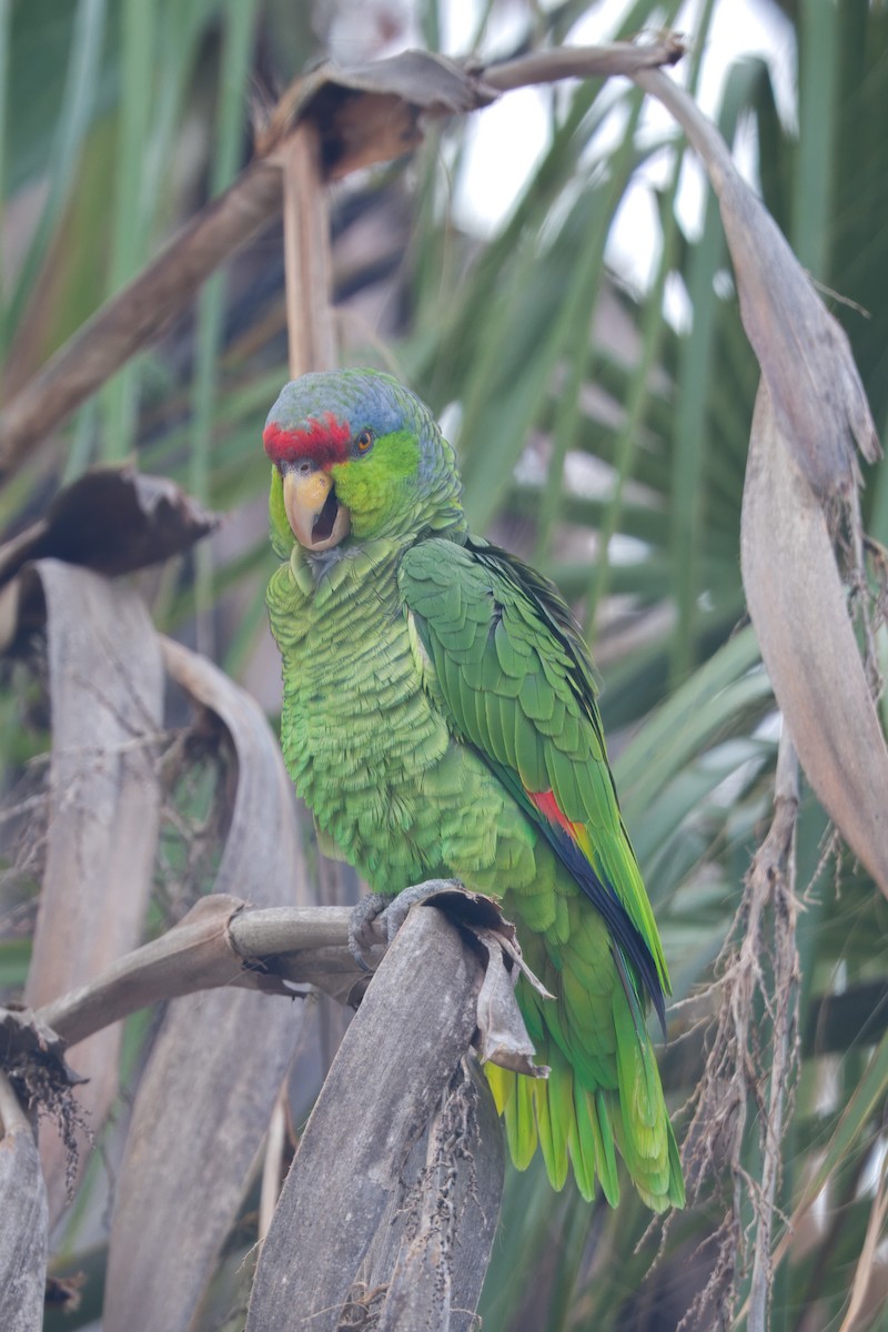 Lilac-crowned Parrot - ML615892661