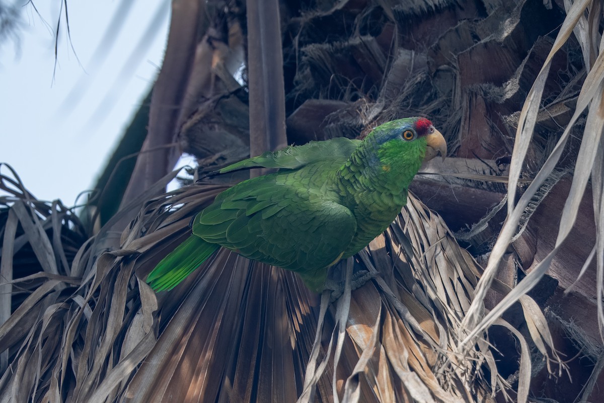 Red-crowned/Lilac-crowned Parrot - ML615892666