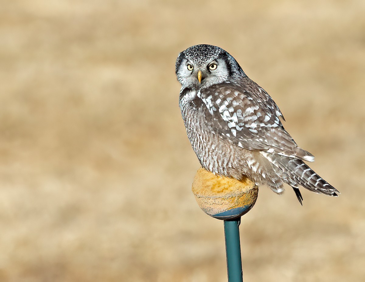 Northern Hawk Owl - ML615892728