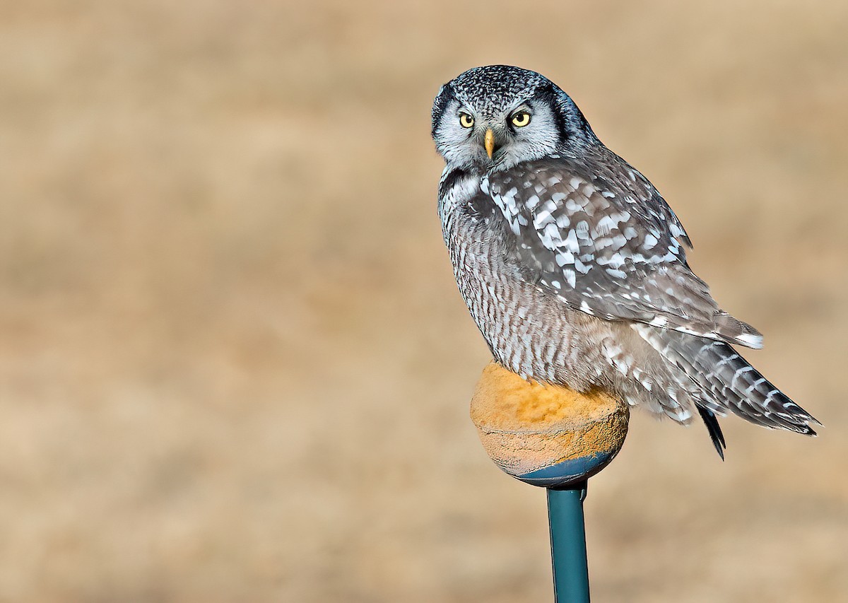 Northern Hawk Owl - ML615892729