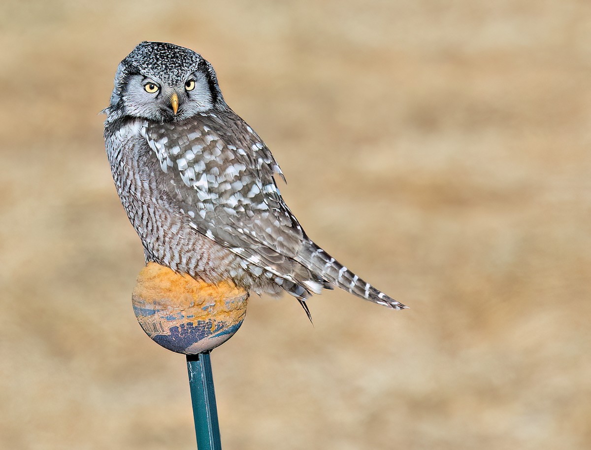 Northern Hawk Owl - ML615892730