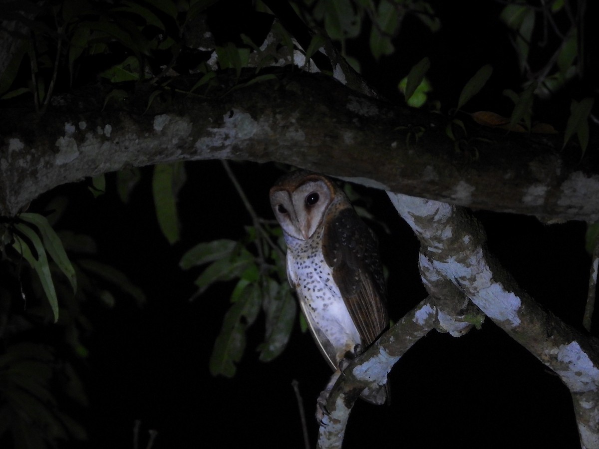 Andaman Masked-Owl - ML615892931