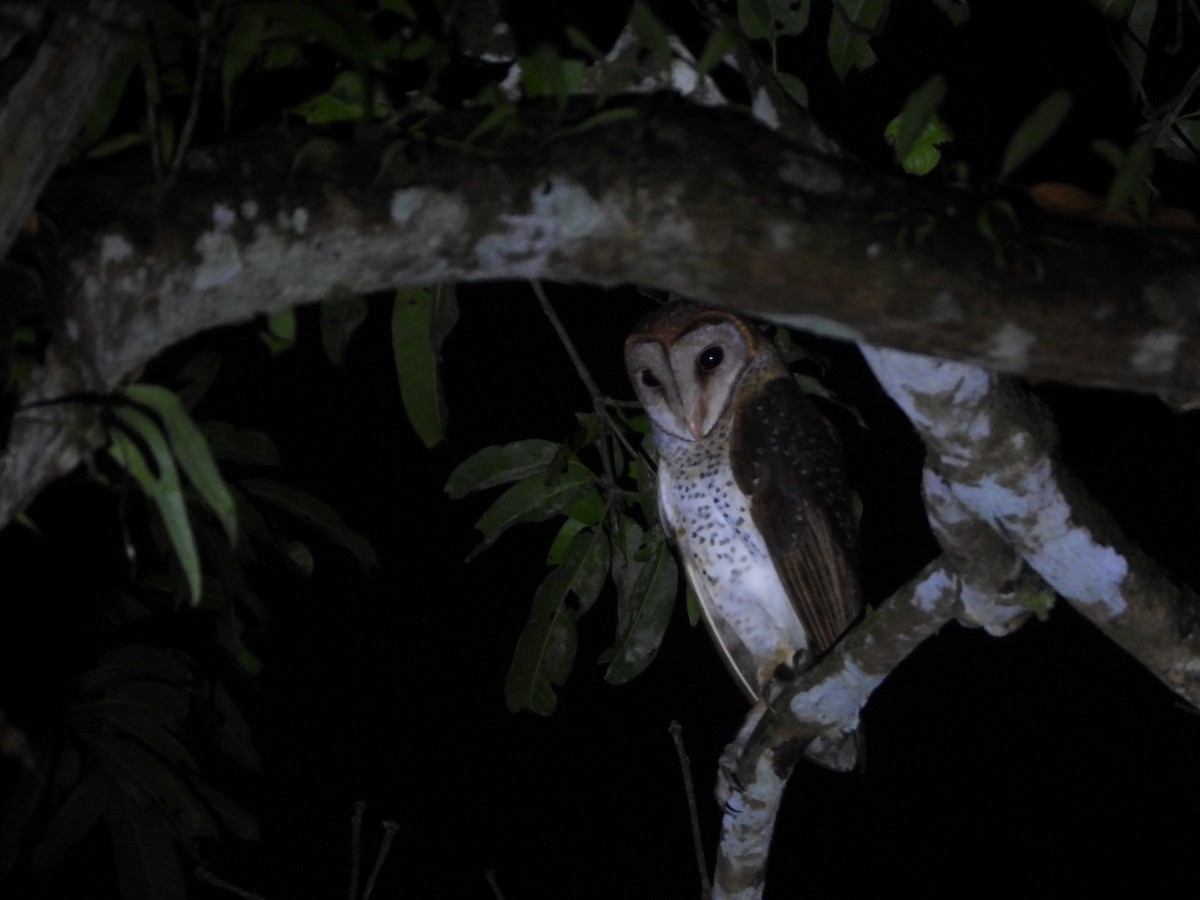 Andaman Peçeli Baykuşu - ML615892932
