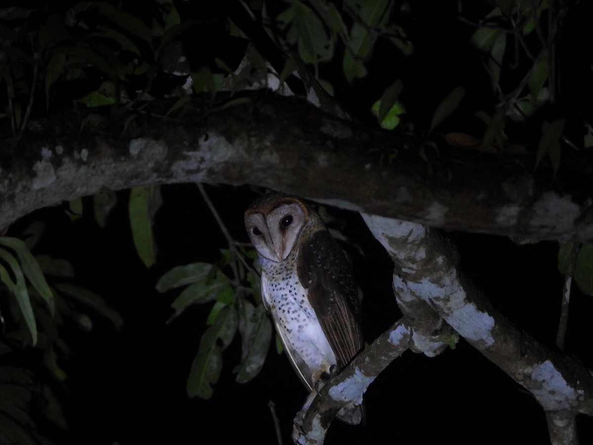 Andaman Peçeli Baykuşu - ML615892933